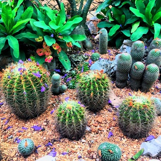 电报频道的标志 cactusysuculentascuba — 🌵Cactus y Suculentas de Cuba🇨🇺
