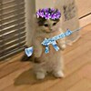Логотип телеграм канала @cade77777 — Хата CADE7777