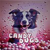 电报频道的标志 candy_dogs_off — 🍭𝙘𝙖𝙣𝙙𝙮.𝙙𝙤𝙜𝙨.ᶜʰᵃᶰᶰᵉᶫ🍬