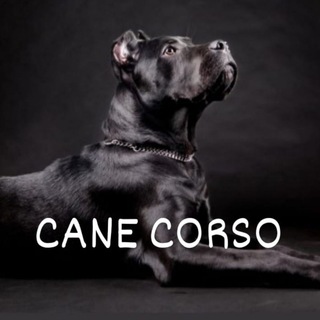 Логотип телеграм -каналу cane_corso — Кане Корсо