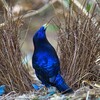 Логотип телеграм канала @cane_bowerbird — Камышовый шалашник