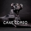 Логотип телеграм -каналу cane_corso — Кане Корсо