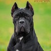 Логотип телеграм канала @canecorsoab — Кане Корсо Apriori Best