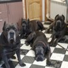 Логотип телеграм канала @canecorsomarcus — Мarcus2014