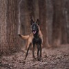 Логотип телеграм канала @caniscivos — CIVOS 🐾🐾 Дрессировка собак