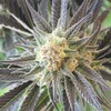 Logo of telegram channel cannabisflavor — Cannabis Flavors🌻