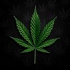 Логотип телеграм канала @cannabisnft — Cannabis | NFT / Gift