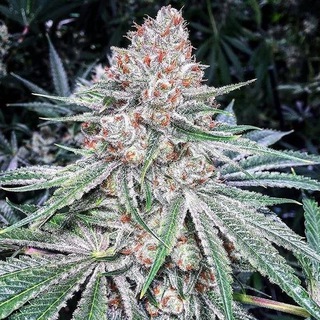 Логотип телеграм канала @cannabizschool — High School 🤙🏼