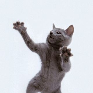 Логотип телеграм канала @capcut_5 — Шаблоны Capcut 🍒