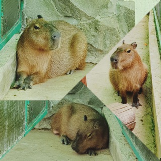 Логотип телеграм канала @capybara_channel — Капибара поздравляет!