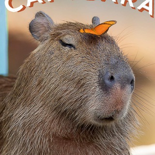 Logo del canale telegramma capybara_happy - Happy capybara