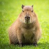 Логотип телеграм канала @capybarach — Капибарач