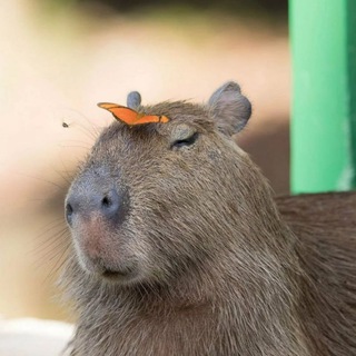 Логотип телеграм канала @capybaras_7 — Capybaras|Промокоды