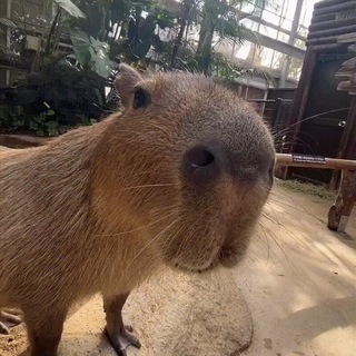 Логотип телеграм канала @capybaras_are_cute — Капибары - это милашки