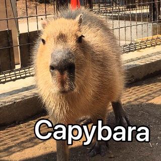 Logo of telegram channel capybaras — Capybaras