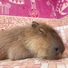 Логотип телеграм канала @capybarasfamilies — Семейство Капибар