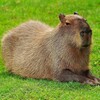 Логотип телеграм канала @capybarrrra — Capybarrrra🥰🦫