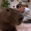 Логотип телеграм канала @capyclub — капибары души моей