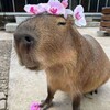 Логотип телеграм канала @capylife07 — capy life