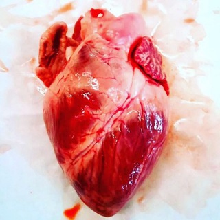 لوگوی کانال تلگرام cardiology_channel — cardiology