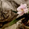 Логотип телеграм канала @care_of_orchids — Уход_За_Орхидеями_с_Нуля