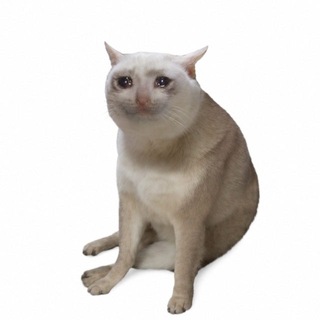 Logo of telegram channel cashcat_robinhood — Cash Cat