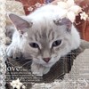 Логотип телеграм канала @casserole04 — творожная дишка.