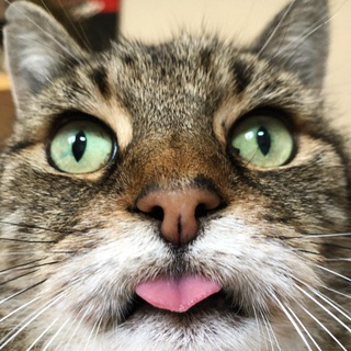 Логотип телеграм канала @cat_antistress — Cat Antistress