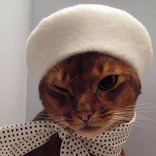 Telegram channel French Cat / французский язык logo