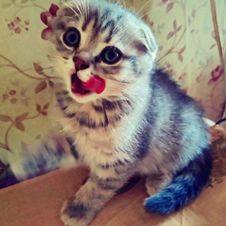 Логотип телеграм канала @cat_kotya — Коты кошки котики😻