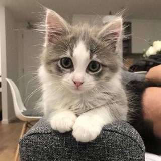 Логотип телеграм канала @cat_lover333 — Уголок котиков