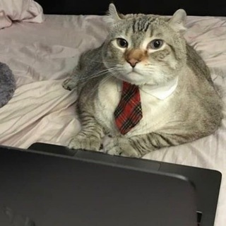 Логотип телеграм канала @cat_loves_money — Кот-капиталист