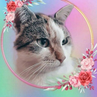 Логотип телеграм -каналу cat_mia_dp — @cat_mia_ua 💗