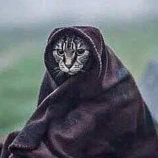 Логотип телеграм канала @cat_of_skripal — Кот Скрипалей (Z)