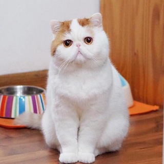 Логотип телеграм канала @cat_snoopy — Cat Snoopy