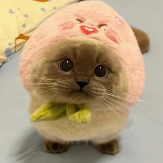Логотип телеграм канала @cat_vibe_channel — На кошачьем вайбе