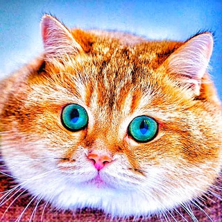Логотип телеграм канала @cat_video23 — Cats