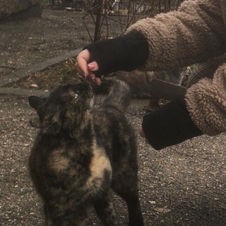 Логотип телеграм канала @cat_villages — !! 🐈‍⬛ cat village . .