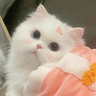 Логотип телеграм канала @cat1cute — ♡: cute ִֶָ канальчик ִֶָ ◞✿ ..
