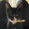 Логотип телеграм канала @cat34562 — Смешные котики😊