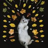 Логотип телеграм канала @cat_808 — Пушистые всего Мира