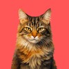 Логотип телеграм канала @cat_borya — Кот Боря: Психолог с лапками