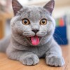 Логотип телеграм канала @cat_cat_ma — КОШКАма 😸
