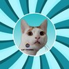 Telegram channel 🐈 Cat Channel meow 🐾 logo
