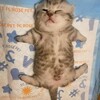 Логотип телеграм канала @cat_cute_kitty — Милые котята | Мемокотия