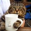 Логотип телеграм канала @cat_every_day — Утренняя порция котиков😹