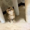 Логотип телеграм канала @cat_hous1 — котята