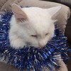 Логотип телеграм канала @cat_kitti_10 — ❤КотятА❤️