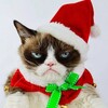 Логотип телеграм канала @cat_lifemeow — Котейка