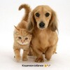 Логотип телеграм канала @cat_love_dog — Кошечки-собачки🐶🐱